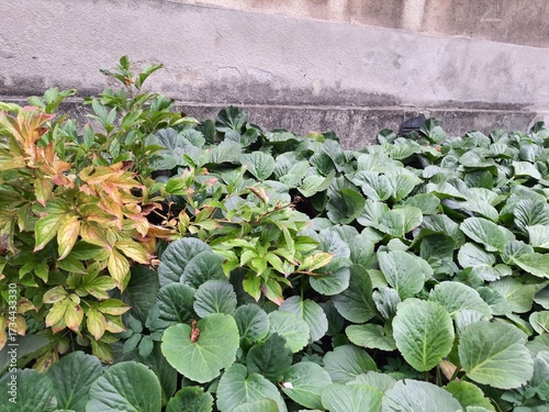 a yellow-green bush grows among green plants