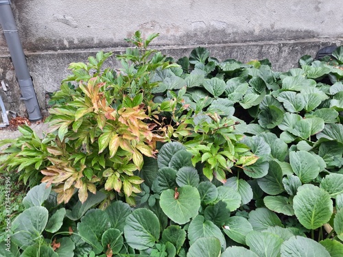 a yellow-green bush grows among green plants