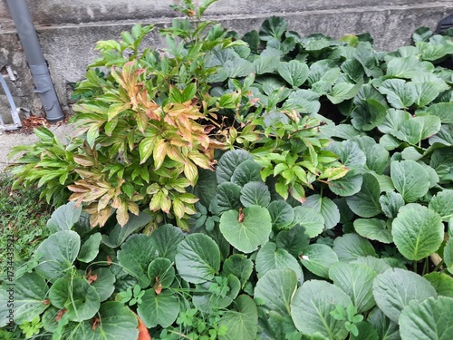 a yellow-green bush grows among green plants