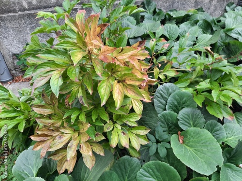 a yellow-green bush grows among green plants