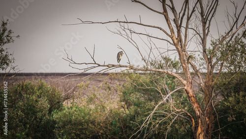 Lone Heron Sitting on a Tree