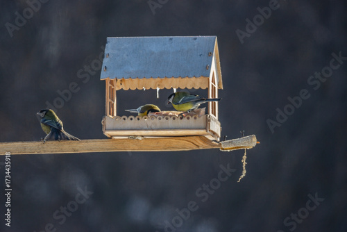 birds feed in winter in the feeder