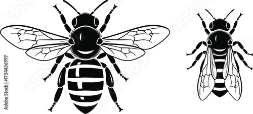 PrintBee silhouette vector illustration, insect anatomy, black and white design, flying bees, symmetrical wings, nature icon, editable clipart, entomology graphic