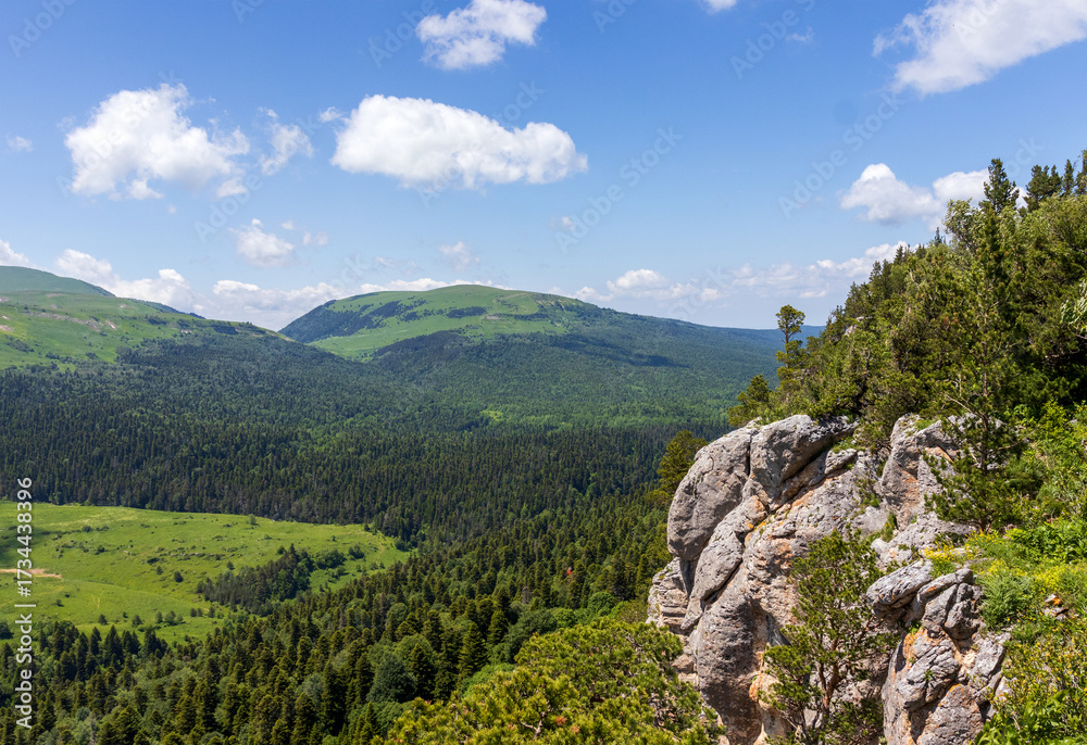 Naklejka premium subalpine vegetation at the beginning of the summer flowering period, endemic in nature