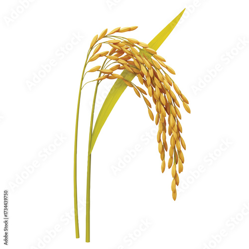 A realistic 3D vector illustration beautifully depicts a vibrant golden rice plant, showcasing its distinct grains and lush green leaves on a pristine plain white background.