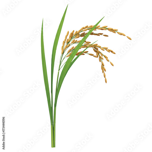 Realistic 3D vector illustration depicting a single rice plant stalk with lush green leaves and mature grains, vibrantly isolated on a crisp, plain white background.