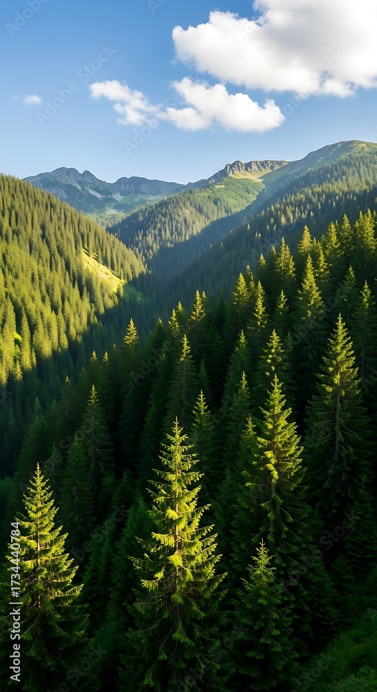 Obraz premium Scenic Mountain Forest View.