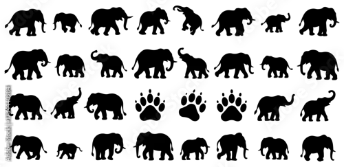 Obraz elephant silhouette vector set illustration