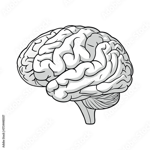 Vector illustration of human brain anatomy for medical science, showing intelligence and cerebral health