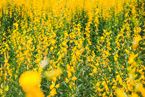 field of yellow flowers