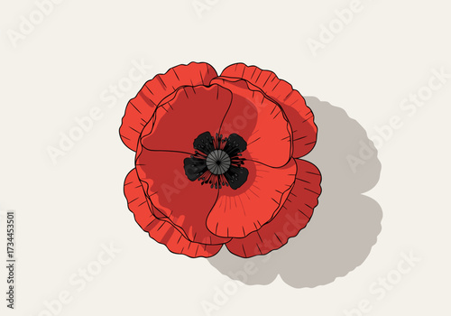 A single red poppy, a symbol of remembrance day, memorial, ceremony and veterans