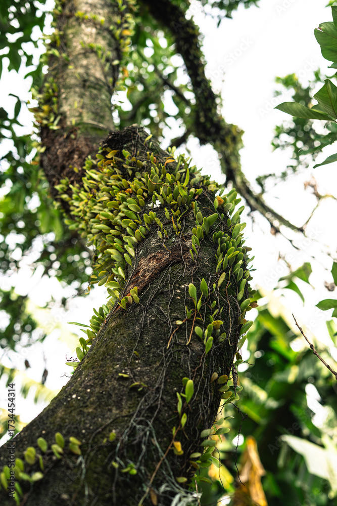 Fototapeta premium Tree trunk densely covered with tiny plants