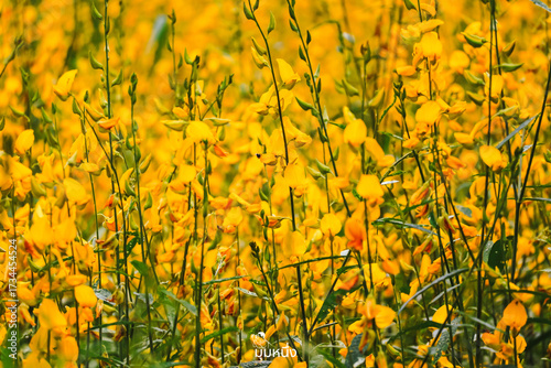 field of yellow flowers