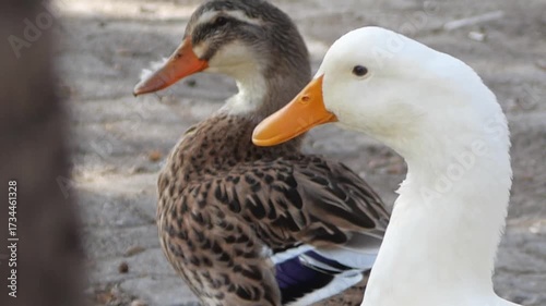 white duck in the water