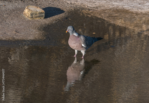 Wood pigeon standing in puddle of water columba palumbus