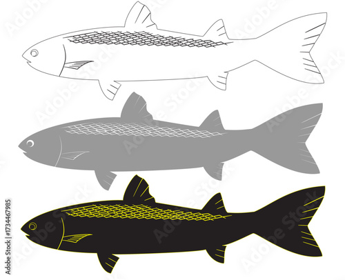 three sets of imaginary images of mullet fish with the same image shape and different designs, vector