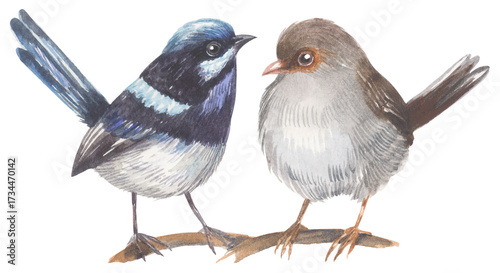 Superb fairywren Australian native bird. Watercolor hand drawing painted illustration.