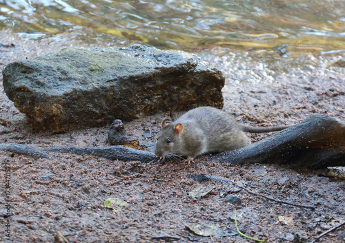 A wild rat on the riverbank near a stone