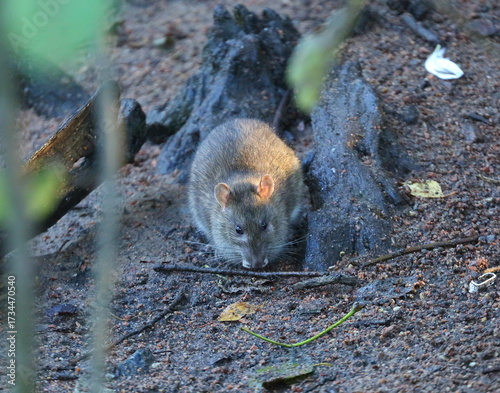 A wild rat sits on wet ground