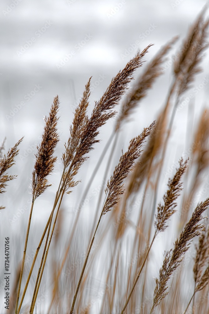 Obraz premium Tall, golden grass swaying gently in the soft, diffused light of an overcast day