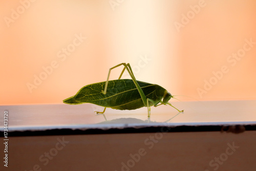 green katydid isolated