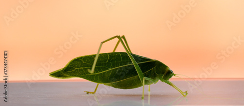 green katydid isolated