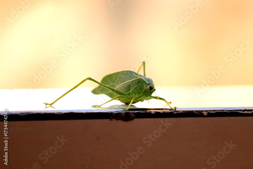 green katydid isolated	