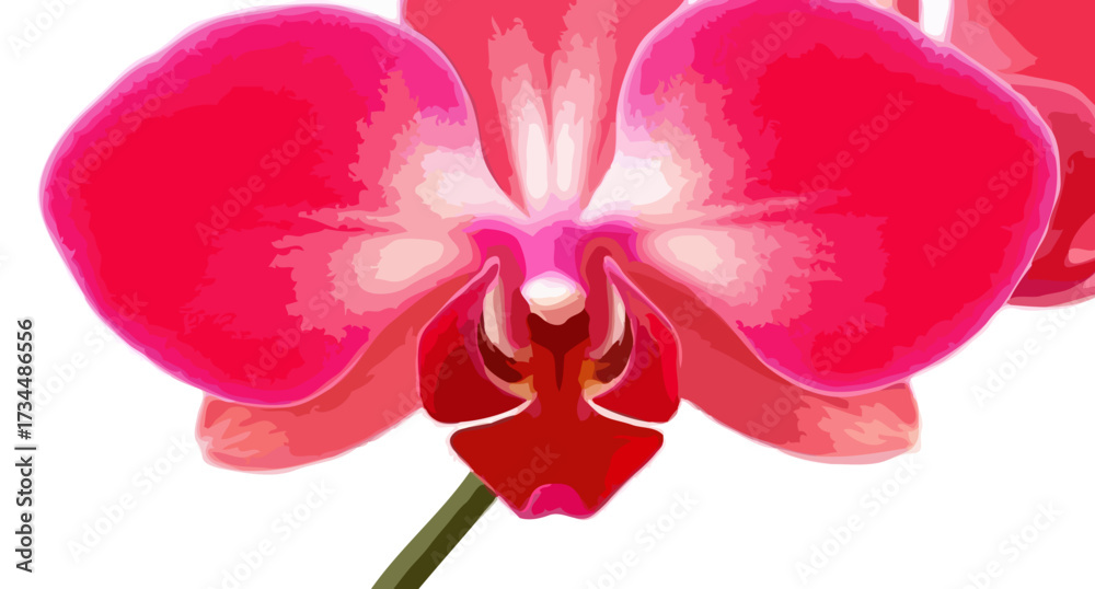 Fototapeta premium Beautiful pink orchid flower blossom with purple detail, isolated on white background, a tropical beauty of nature