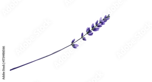 Blue feather illustration isolated on white background, a light symbol of design and concept for a creative business group
