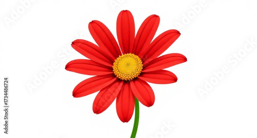 A single, vibrant red gerbera daisy blossom is isolated against a white background, capturing its natural beauty and petals in a closeup macro shot