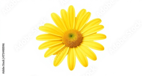 Wallpaper Mural Bright yellow daisy flower blossom closeup, isolated on white for a beautiful summer nature macro Torontodigital.ca