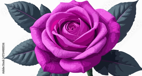 Isolated pink rose flower bloom on a white background representing love and romance