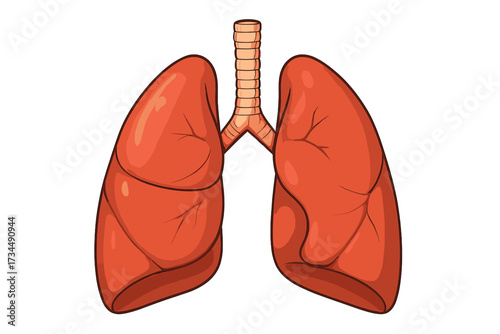 Human lungs vector illustration of a healthy internal organ. Anatomy of the respiratory system for medical, pulmonology, and health care concepts. Cartoon design for education.