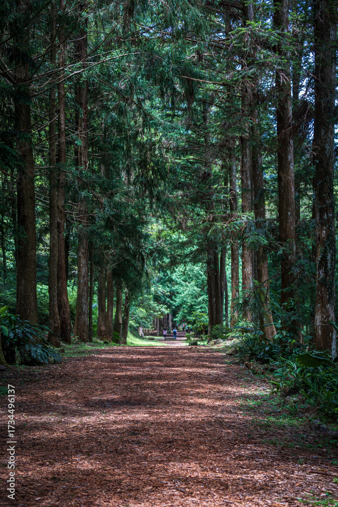 Obraz premium A leisurely stroll along Taiwan's forest trails