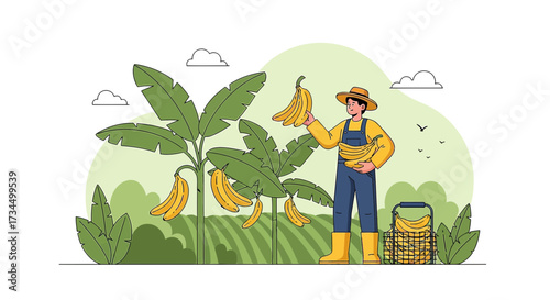 Banana farmer harvesting ripe bananas in a plantation with healthy banana trees in the field