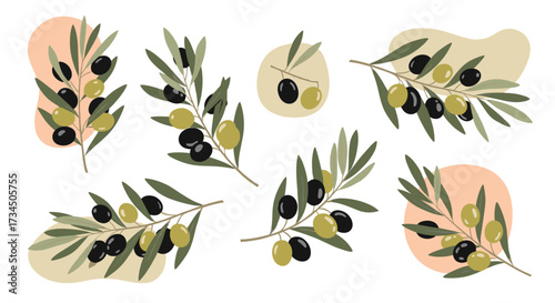 Botanical illustration of ripe green and black olives on branches with abstract shapes and a white background.
