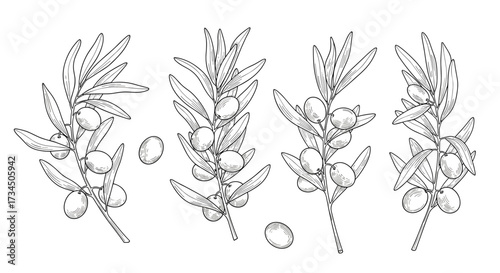 Detailed botanical illustration of olive tree branches with berries and individual fruits showing intricate leaf structure and drupe development.