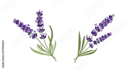 The visual representation of two sprigs of lavender flowers with green leaves.