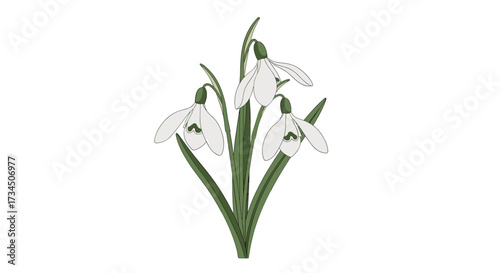 A delicate cluster of three white snowdrop flowers on a plain white background.