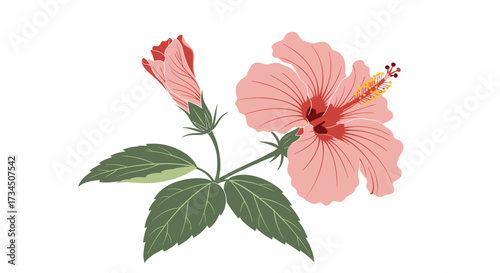 A delicate pink hibiscus flower with a budding flower and green leaves on a white background.