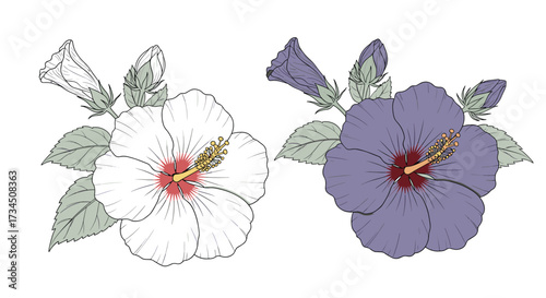 Two hibiscus flowers with buds and leaves in a dotted illustration style.