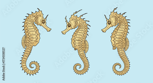 Illustration of three seahorses with detailed texture and wavy tails on a light blue background.