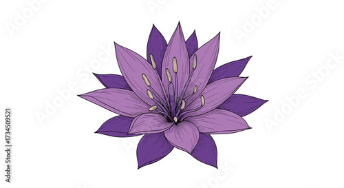 A vibrant purple lotus flower unfolds its delicate petals gracefully in a captivating display.