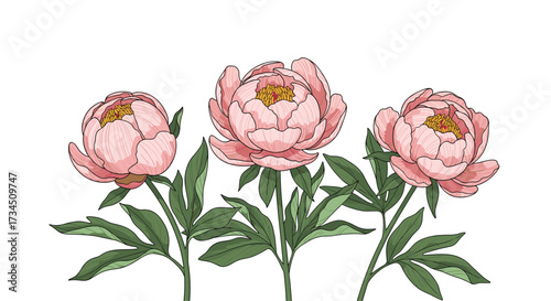 Three delicate pink peonies with vibrant green leaves bloom beautifully against a white background.