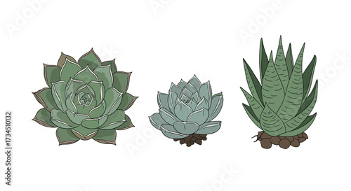 Three succulent plants in different shapes and sizes on a white background.