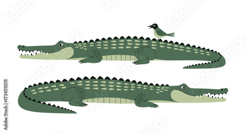 Two large green alligators swimming in the water with a small bird on top of one of them.