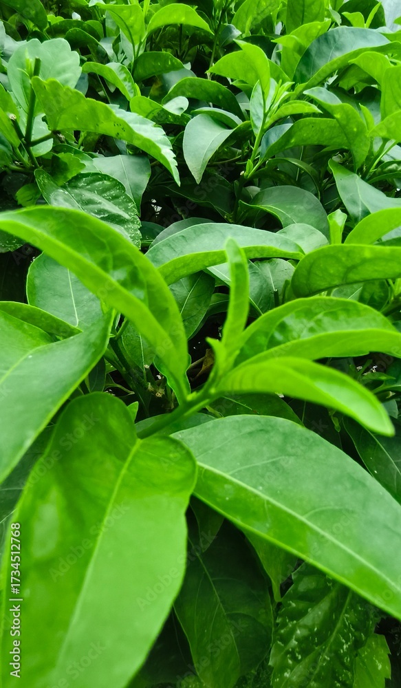Obraz premium Close-up of vibrant green leaves and new growth. Lush tropical garden shrub with glossy foliage. #GreenFoliage #TropicalPlants #GardenShrub #PlantCloseUp #LushGreen