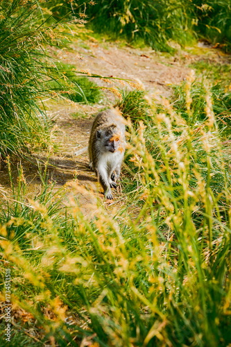 Photography Active monkey foraging in green grass landscape nature photography outdoor scene