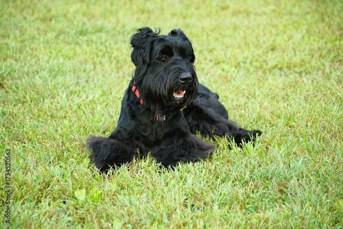 black giant schnauzer dog