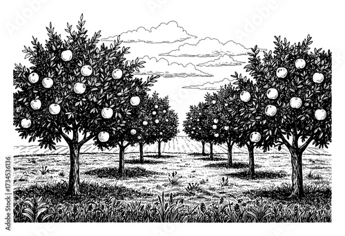 Ripe Apple Trees in Orchard Farm Field with Grass and Cloud Black and White Outline Line Art Drawing